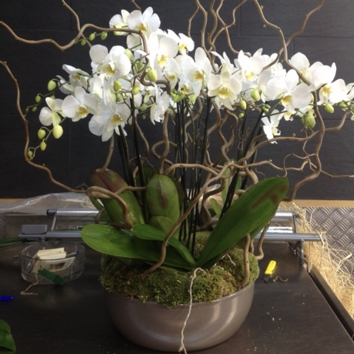 Composition d'orchidées