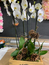 Charger l&#39;image dans la galerie, Composition d&#39;orchidées
